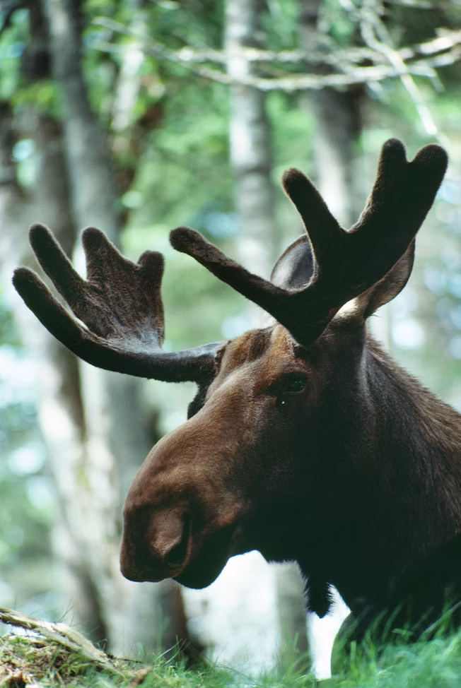 Moose Farm, Sweden